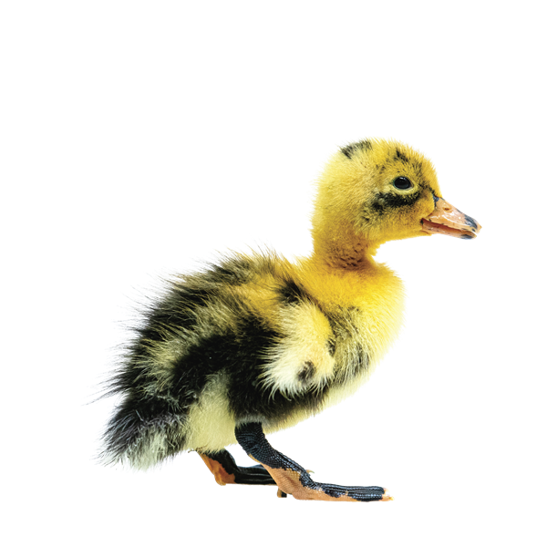 Ducks