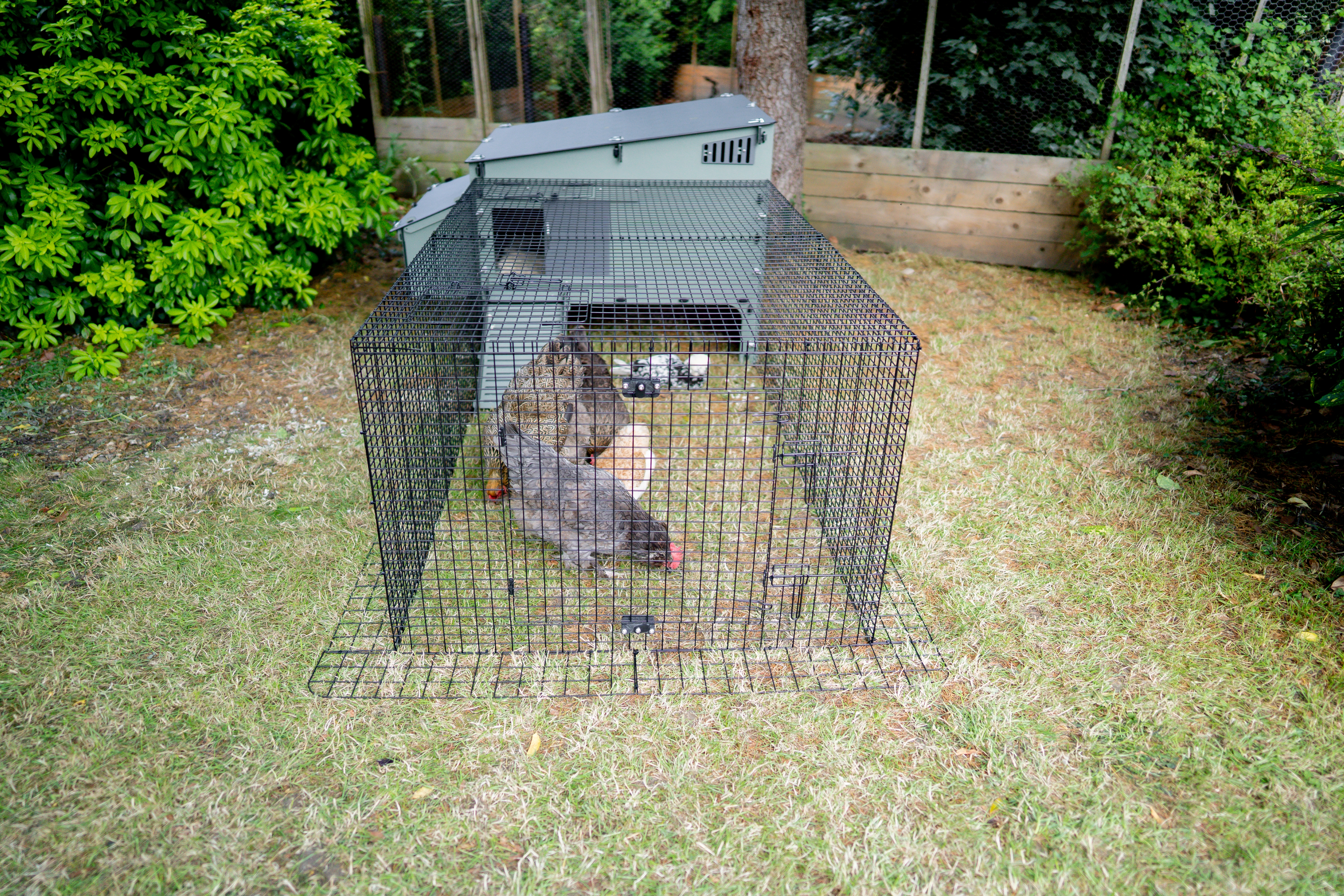 Anti-burrow wire skirts for predator protection