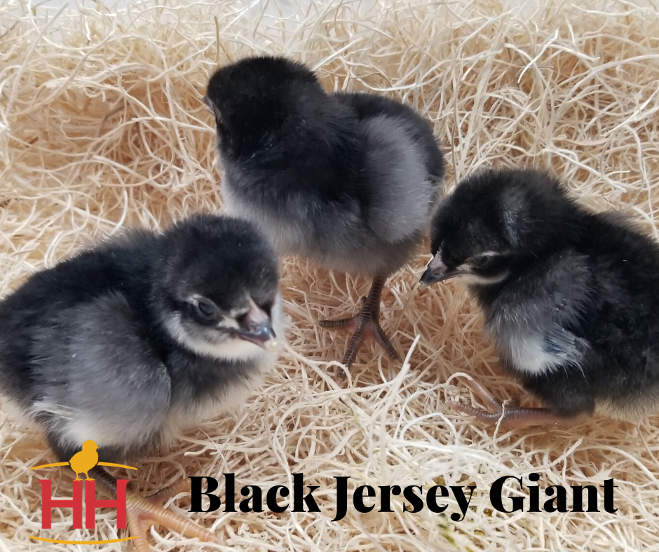 jersey giants for sale