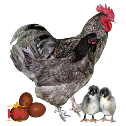 Picture of Midnight Blue Marans
