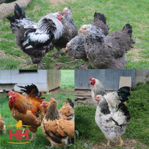 0001046_assorted-brahmas-