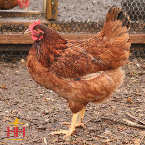 0001405_cinnamon-queen-