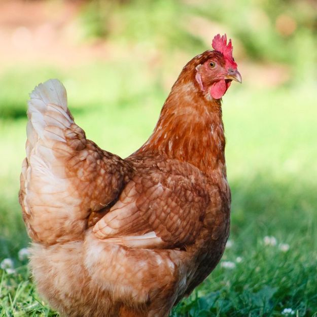 Picture of ISA Brown