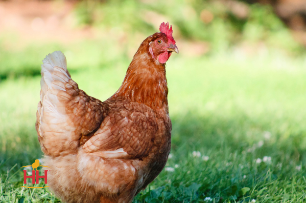 Picture of Brown Egg Layer - Purchased