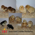 Picture of Assorted Cochin Bantams