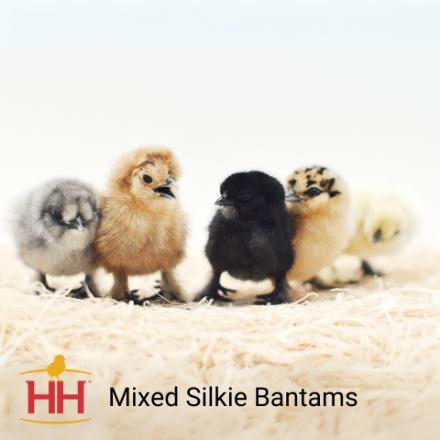 Picture of Assorted Silkie Bantams