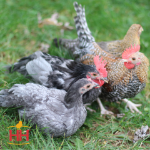 Picture of Assorted Old English Bantams