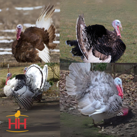 Picture of Heritage Turkey Variety Pack