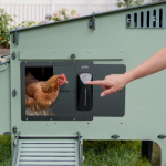 Picture of Lean-To Easy Clean Chicken Coop, 6 Chick Cap w/Door Opener