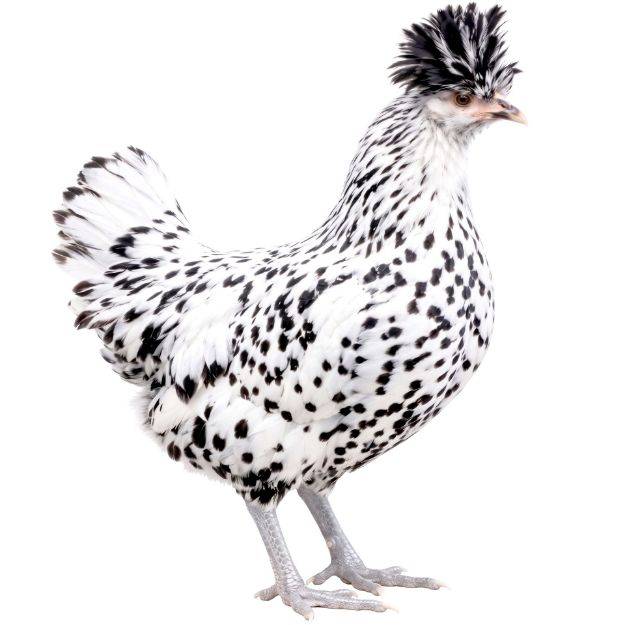 Picture of Appenzeller Spitzhauben