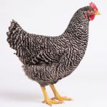 Picture of Barred Plymouth Rock