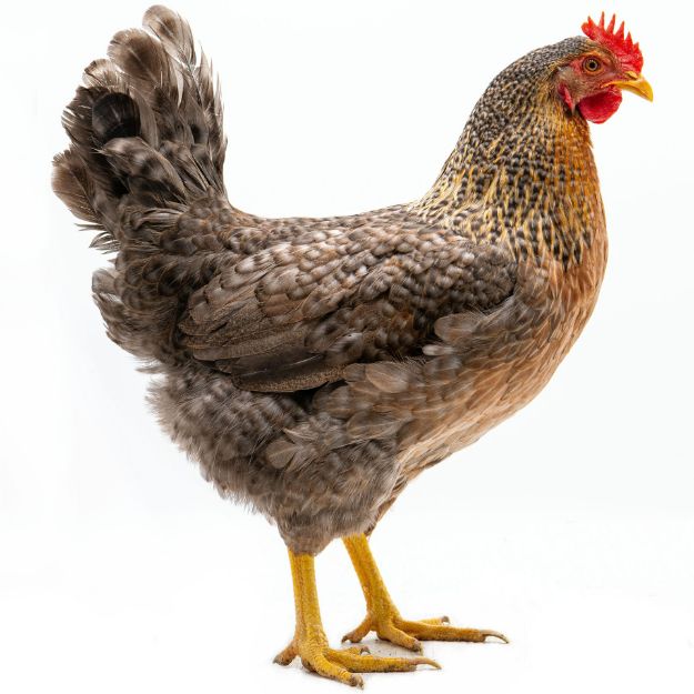 Picture of Bielefelder