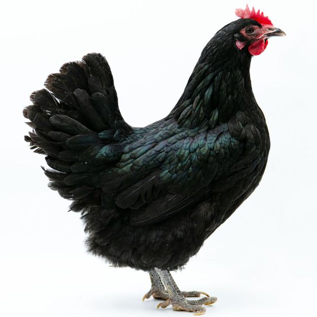 Picture of Black Australorp