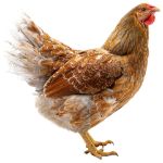 Picture of Blue Laced Gold Wyandotte