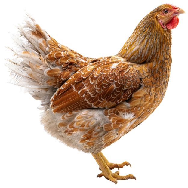 Picture of Blue Laced Gold Wyandotte