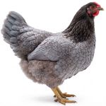 Picture of Blue Wyandotte