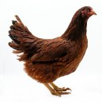 Picture of Buckeye