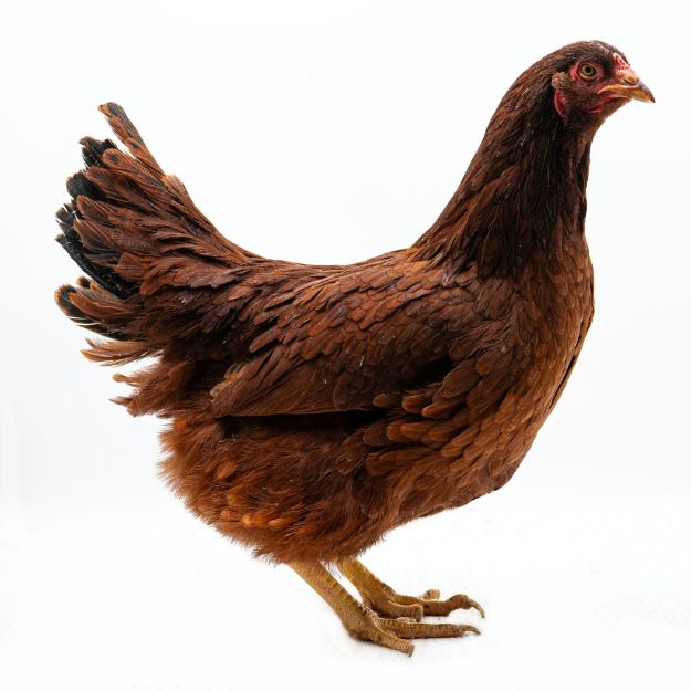 Picture of Buckeye