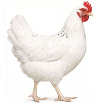 Picture of California White