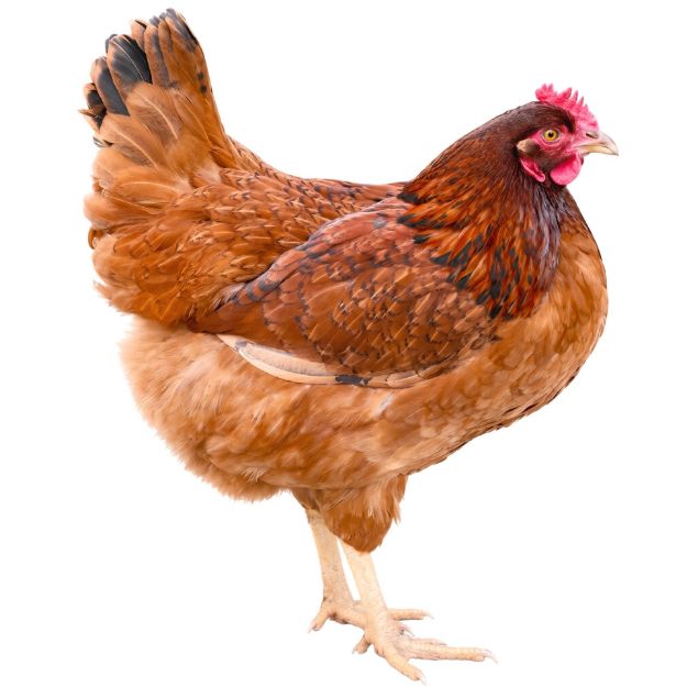 Picture of Cinnamon Queen