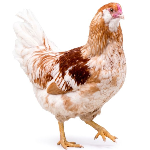 Picture of Easter Egger