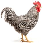 Picture of Barred Plymouth Rock