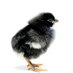 Picture of Barred Plymouth Rock