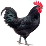 Picture of Black Australorp