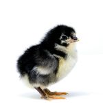 Picture of Black Australorp