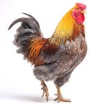 Picture of Blue Laced Gold Wyandotte