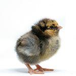 Picture of Blue Laced Gold Wyandotte
