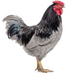 Picture of Blue Wyandotte