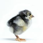 Picture of Blue Wyandotte