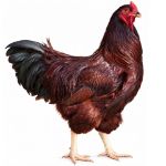 Picture of Buckeye