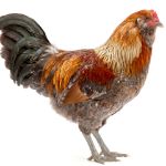 Picture of Easter Egger