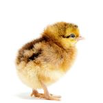 Picture of Easter Egger
