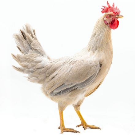 Picture of Isabella Leghorn