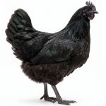Picture of Mystic Onyx
