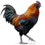 Picture of Mystic Onyx