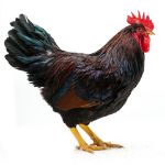Picture of Partridge Plymouth Rock
