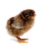 Picture of Partridge Plymouth Rock