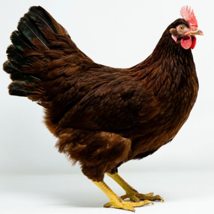 Picture of Rhode Island Red