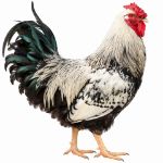 Picture of Silver Laced Wyandotte