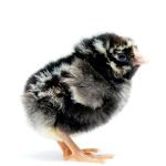 Picture of Silver Laced Wyandotte