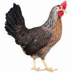Picture of Silver Leghorn