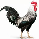 Picture of Silver Leghorn