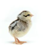 Picture of Silver Leghorn