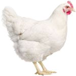 Picture of White Jersey Giant