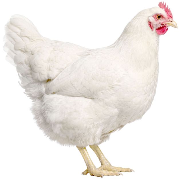 Picture of White Jersey Giant