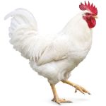 Picture of White Jersey Giant